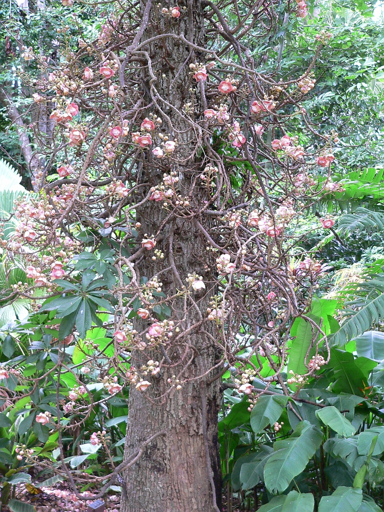 091 Cairns Botanic Gardens.jpg